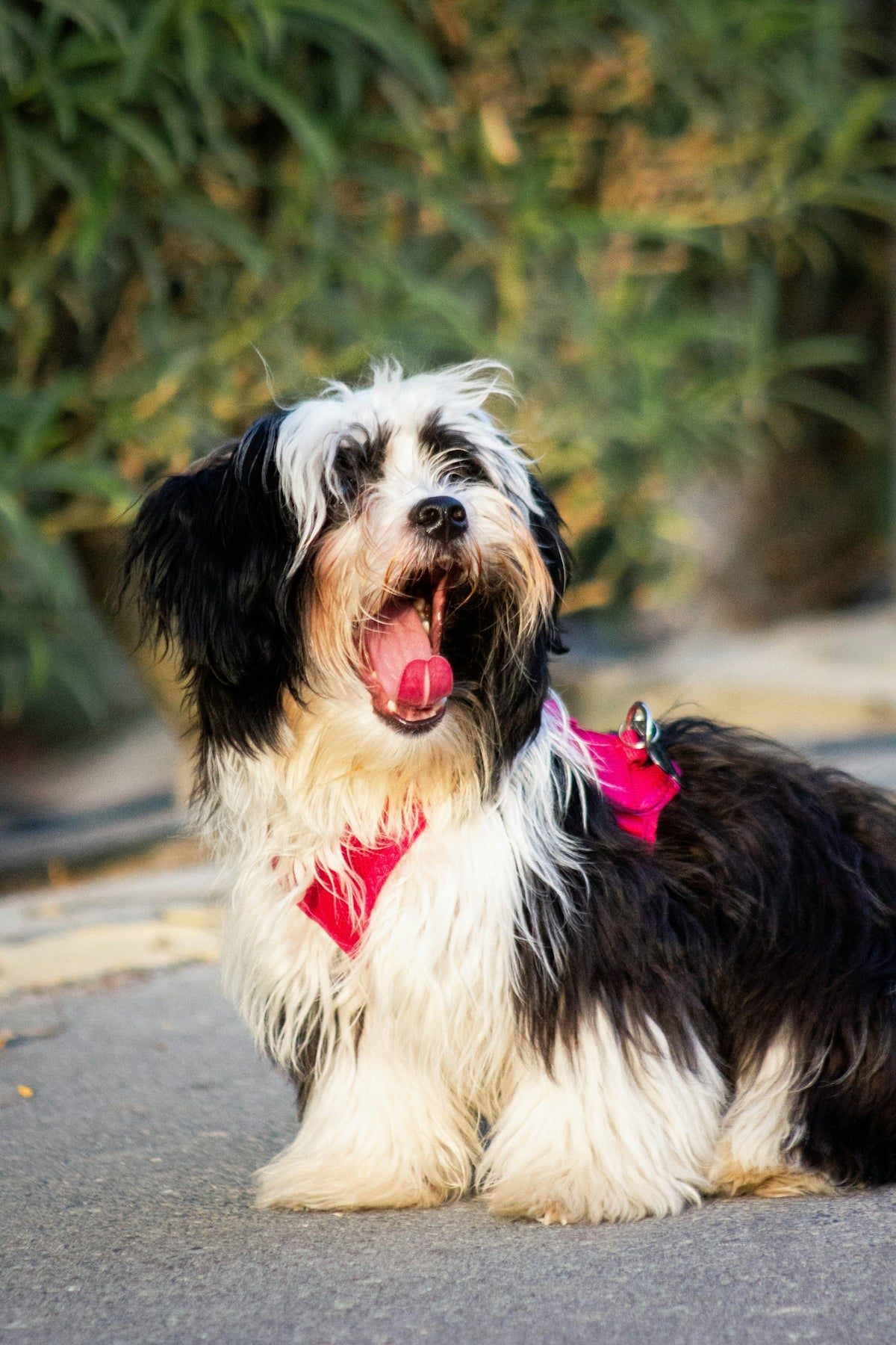 A shaggy black and white dog yawns outdoors